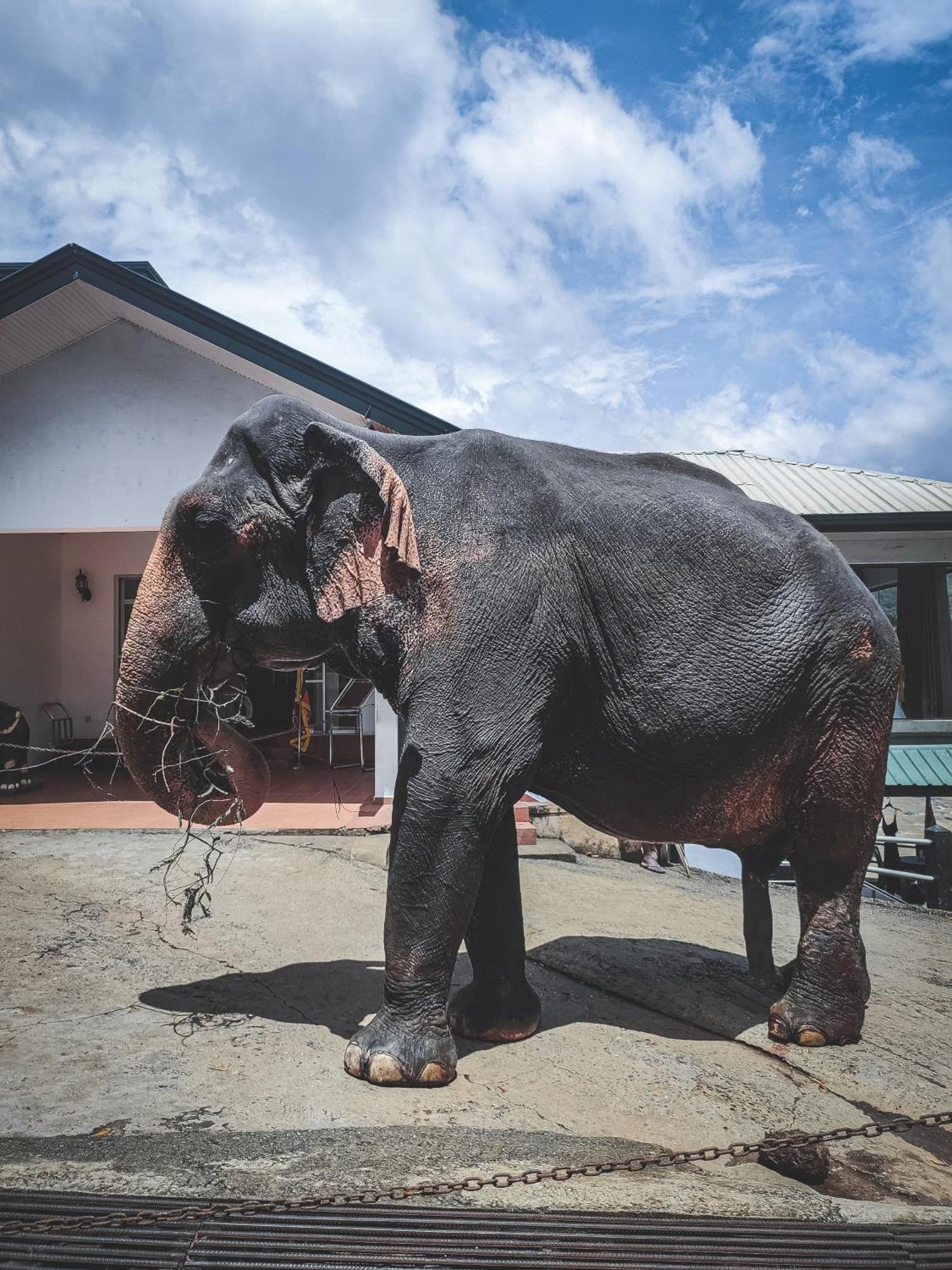 Hotel Elephant Park - New Deal! Half Off Airport Pickups Available Pinnawala  Eksteriør billede