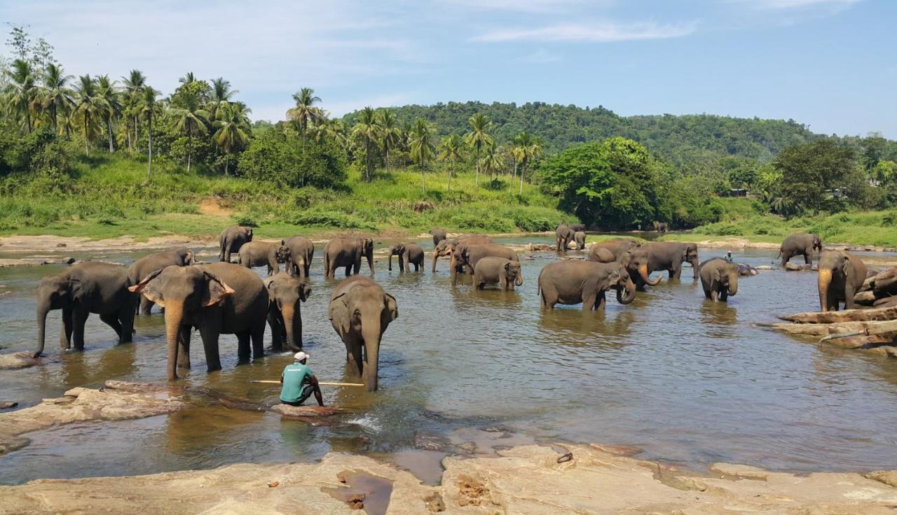 Hotel Elephant Park - New Deal! Half Off Airport Pickups Available Pinnawala  Eksteriør billede