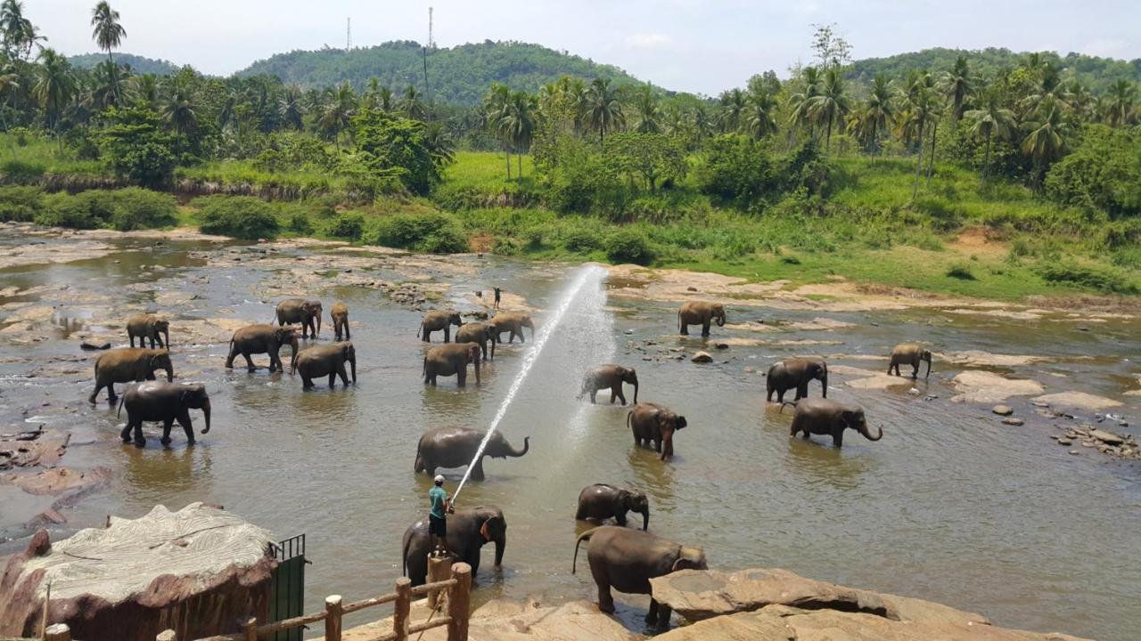 Hotel Elephant Park - New Deal! Half Off Airport Pickups Available Pinnawala  Eksteriør billede