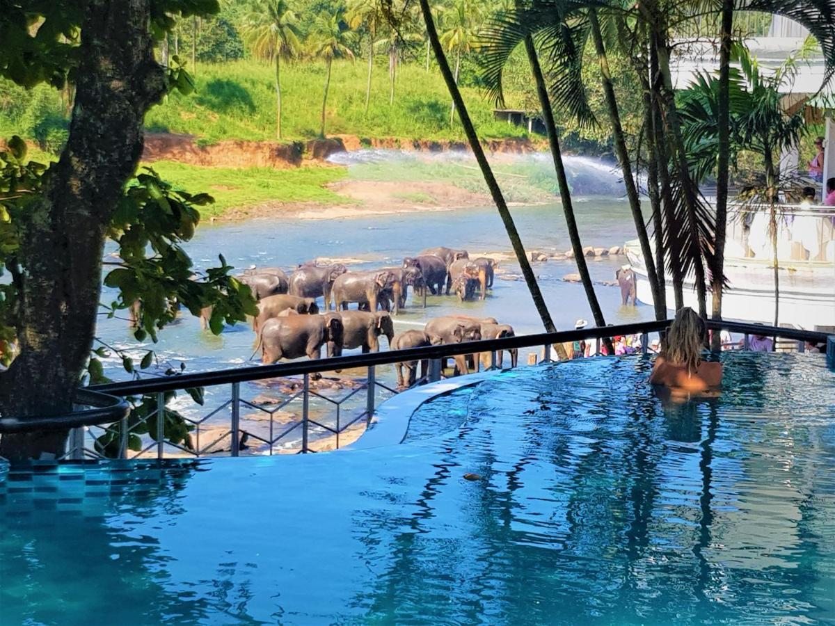 Hotel Elephant Park - New Deal! Half Off Airport Pickups Available Pinnawala  Eksteriør billede